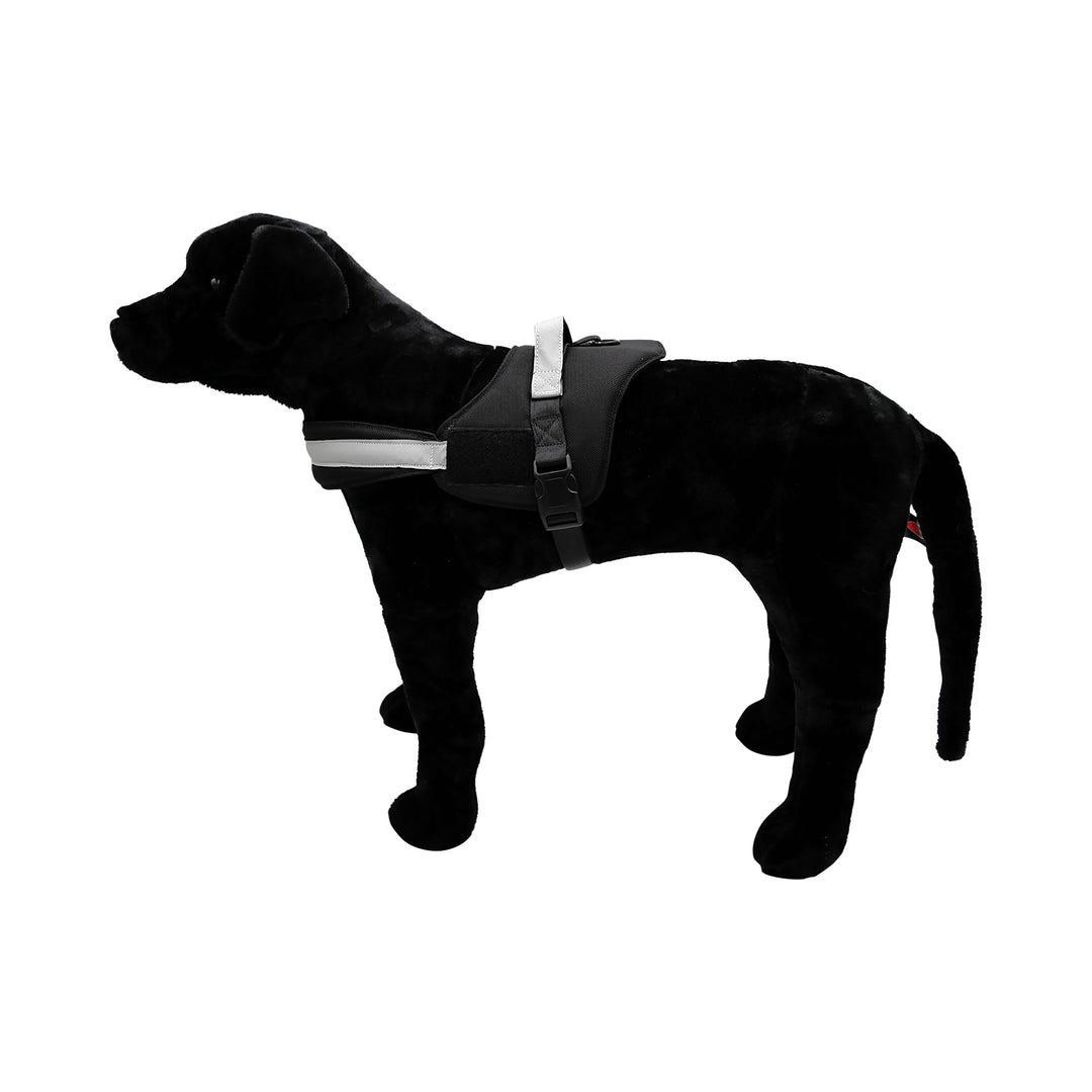 Black dog with black harness pic 1