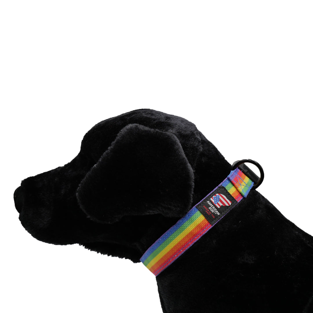 Black dog with rainbow collar