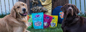 Down Dog Snacks