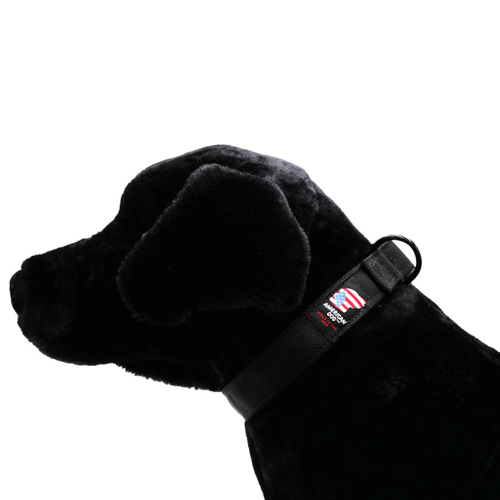 Black dog with black collar