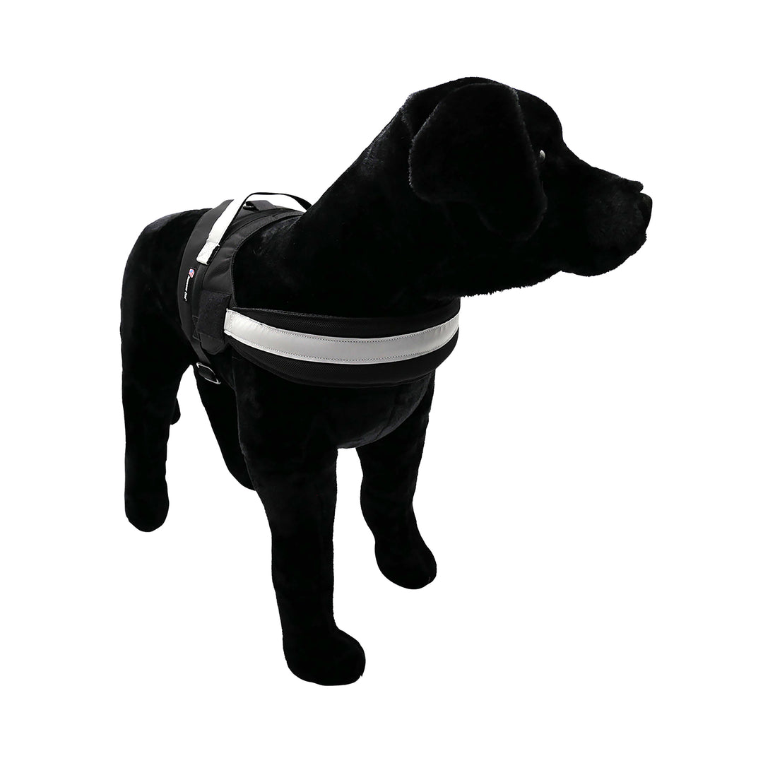 Black dog with black harness pic 3
