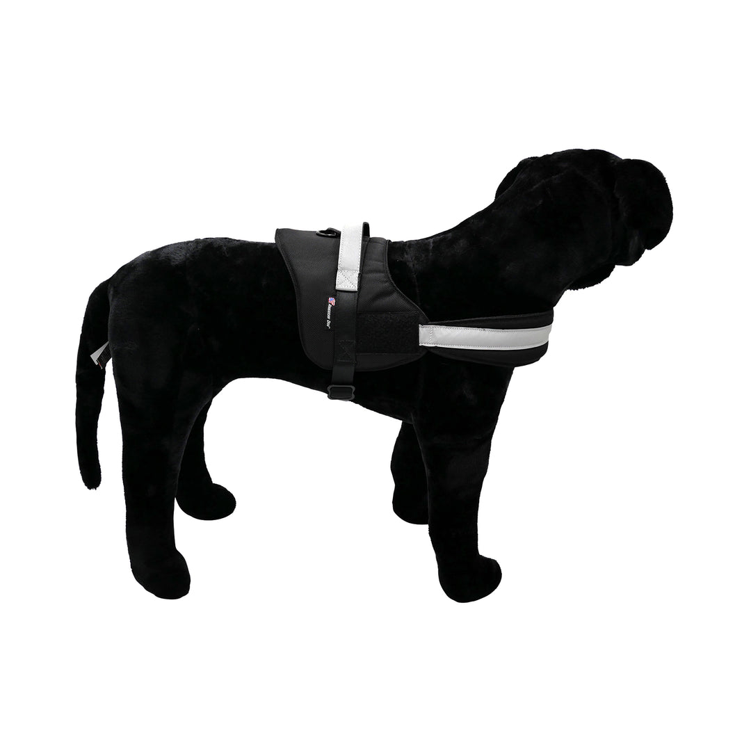 Black dog with black harness pic 4