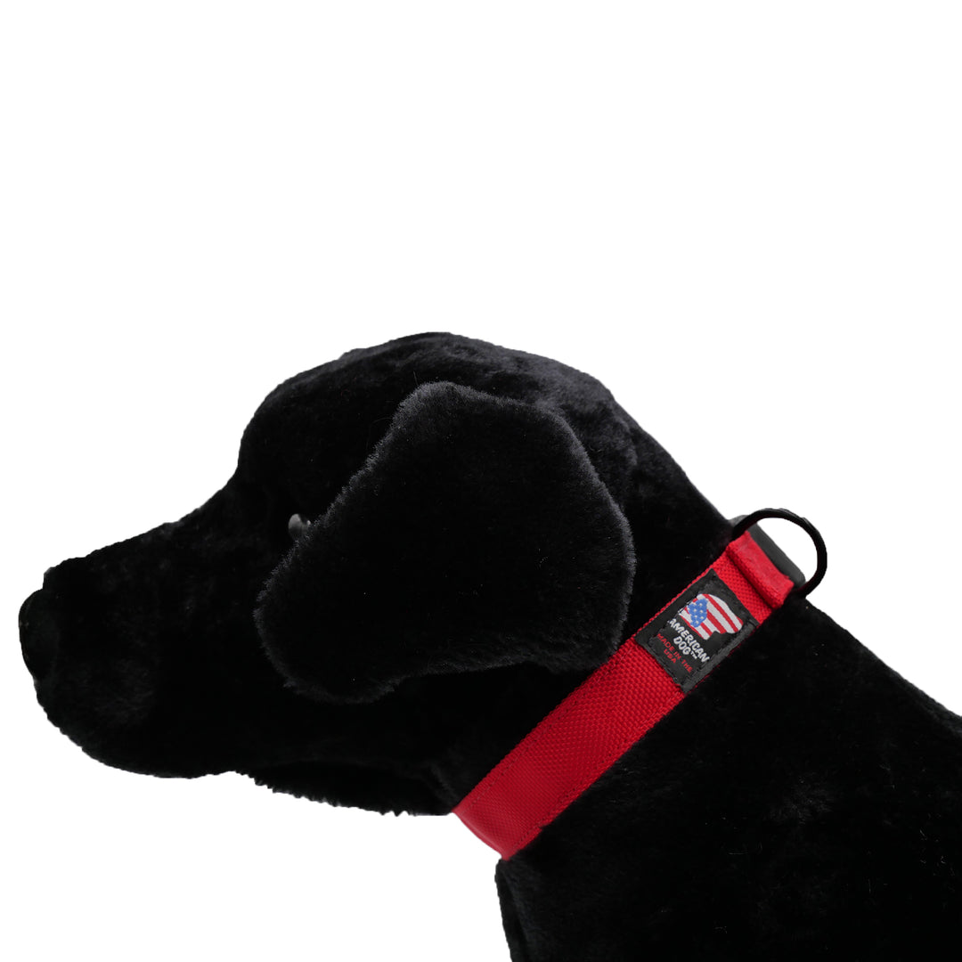 Black dog with red collar