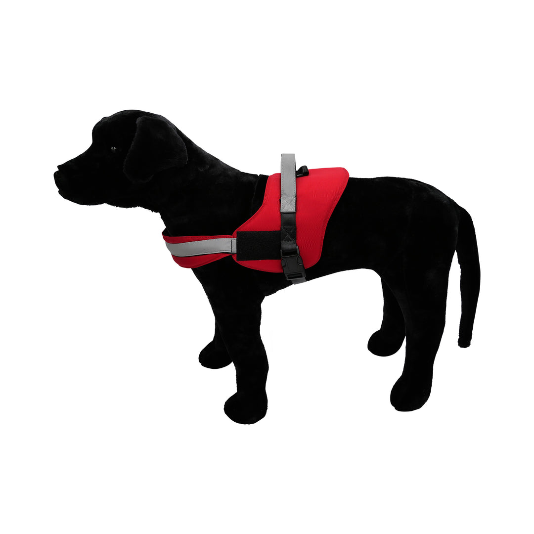 Black dog with red harness pic 1