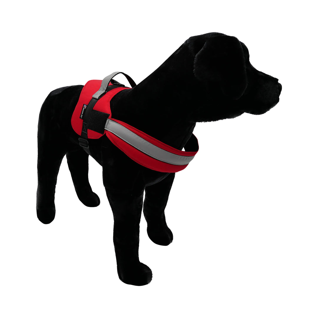 Black dog with red harness pic 3