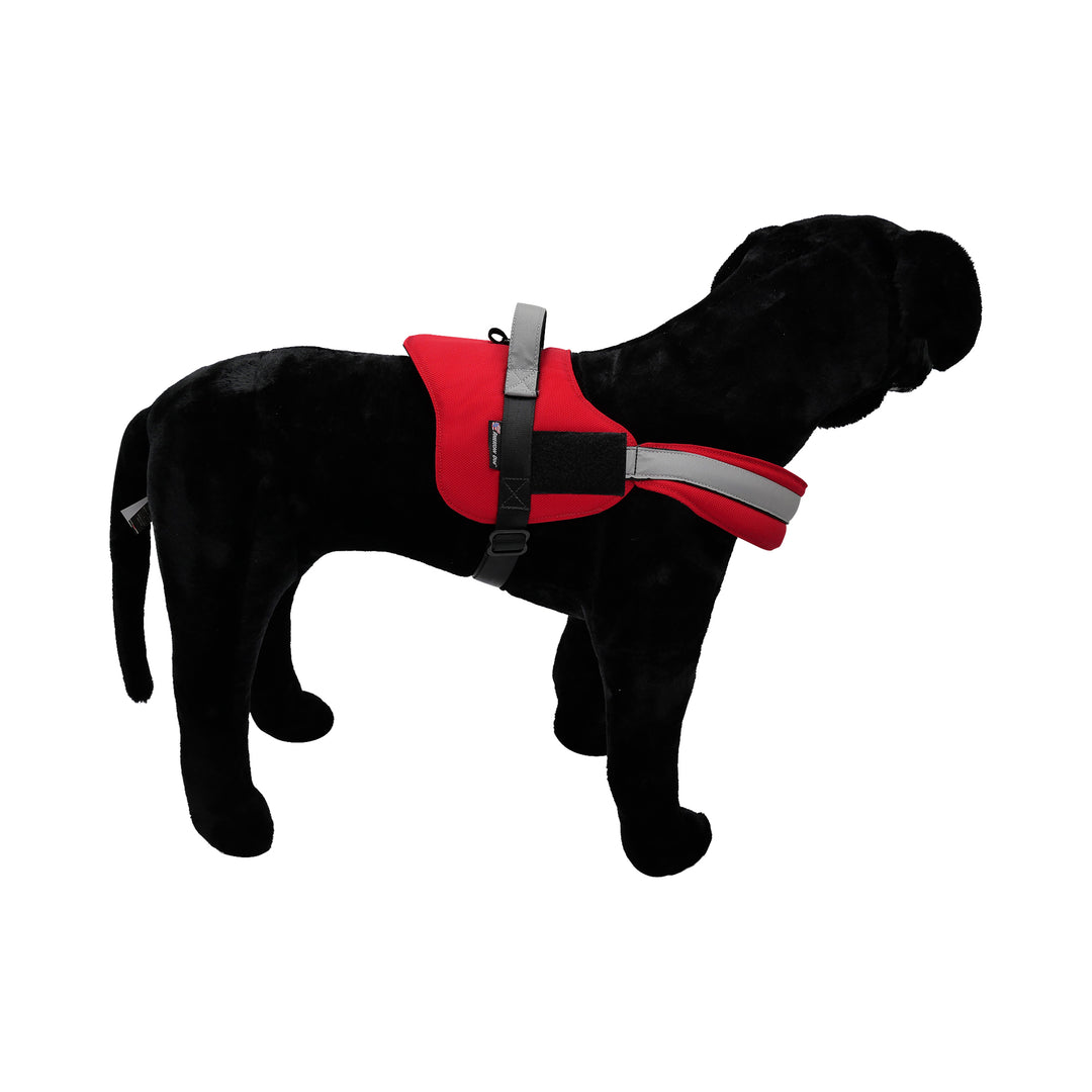 Black dog with red harness pic 4