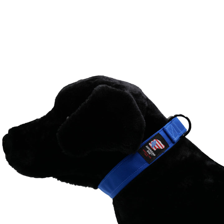 Black dog with royal blue collar