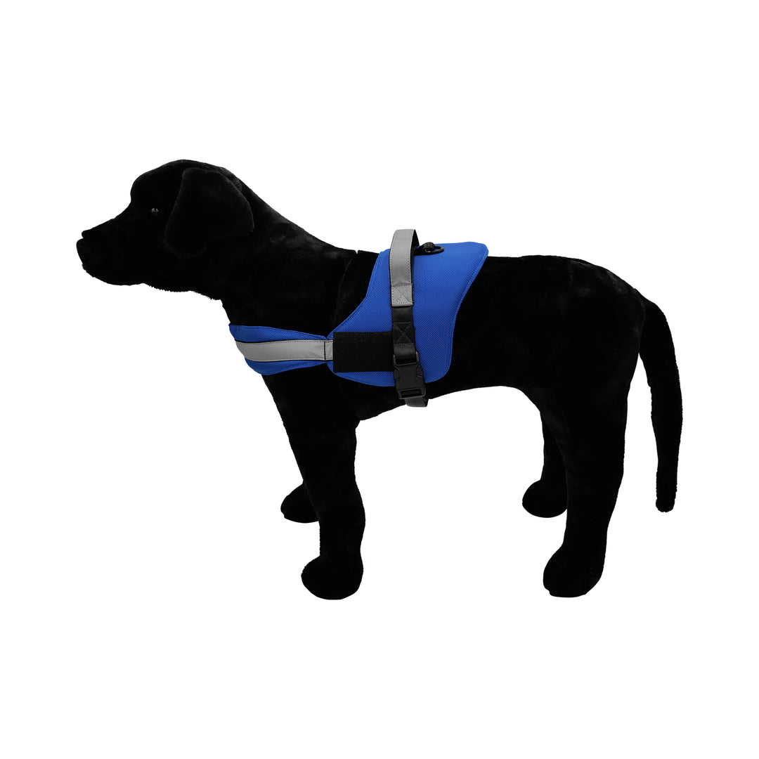 Black dog with royal blue harness pic 1