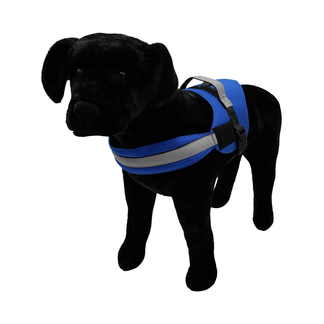 Black dog with royal blue harness pic 2