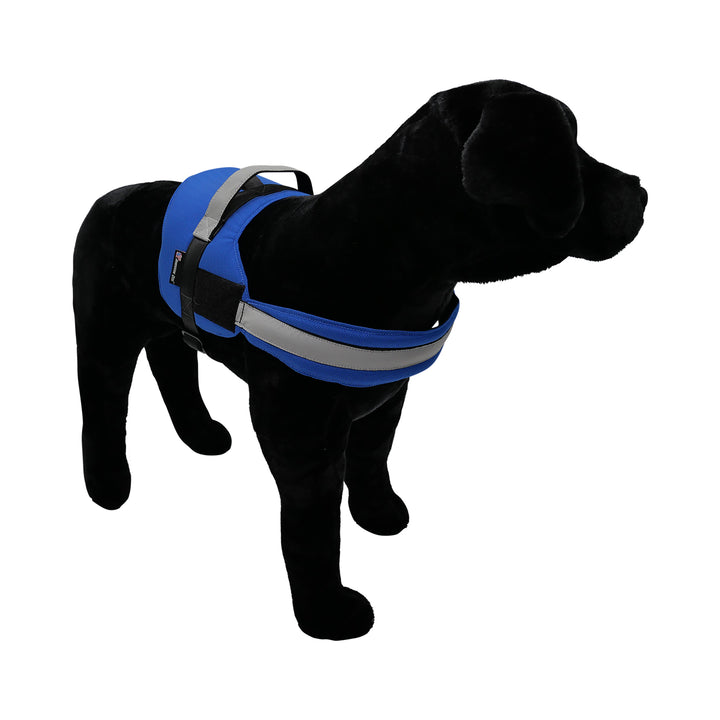 Black dog with royal blue harness pic 3