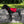Spaniel dog wearing a red vest that has side pockets