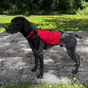 Spaniel dog wearing a red vest that has side pockets