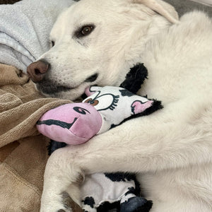 A white dog lying on a blanket and cuddling a plush cow toy with a pink snout and a cartoon face