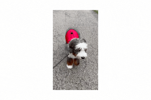 fluffly dog walking while wearing red vest
