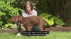 video showing how to measure a dog to get the correct sized vest
