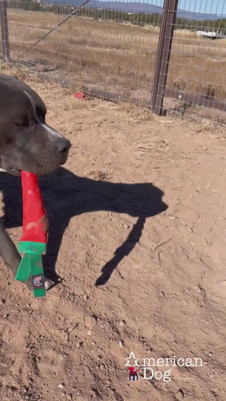 video of a short haired dog playing with a carrot shaped dog toy