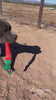 video of a short haired dog playing with a carrot shaped dog toy